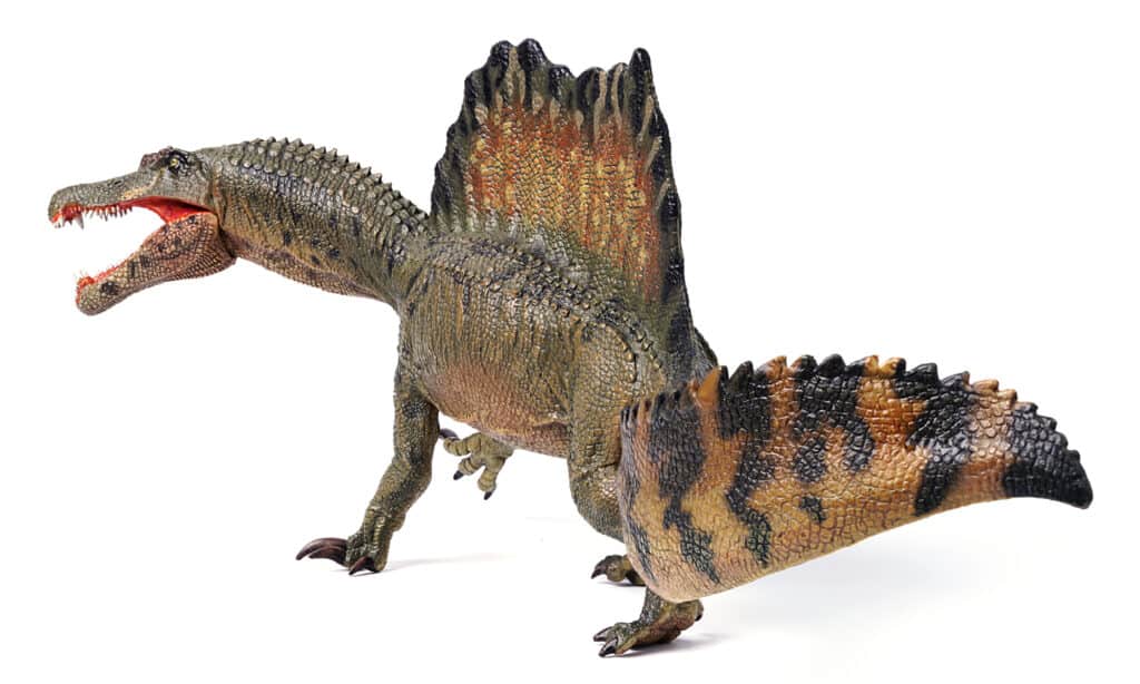 Spinosaurus - Oar Tail
