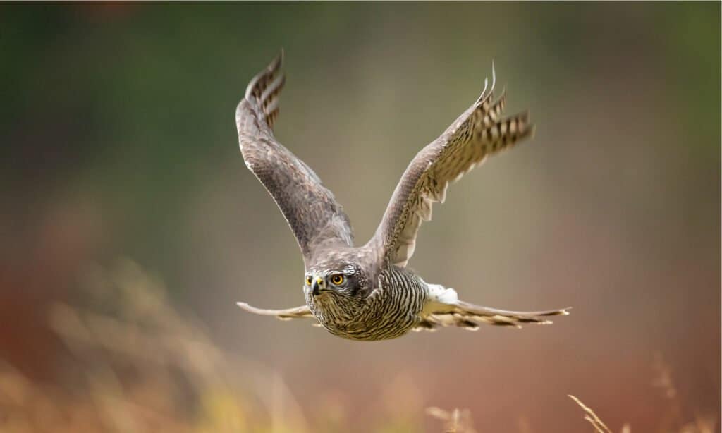 Goshawk