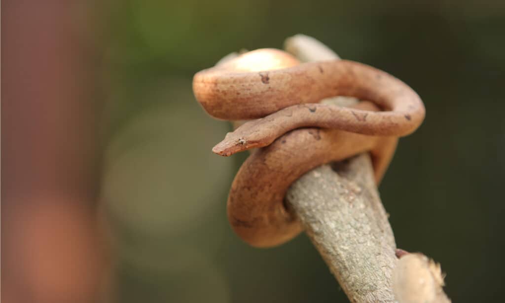 Round Island Keel-Scaled Boa