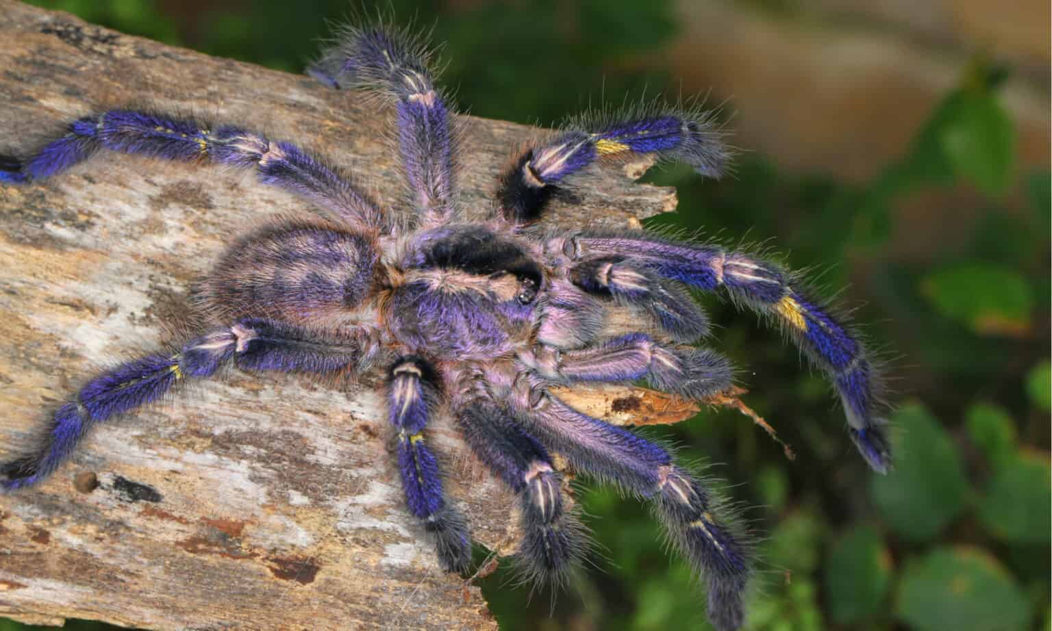 8 Different Colors Of Tarantulas (Rarest To Most Common)