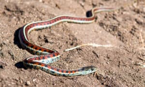 Garter Snakes In Kansas Picture