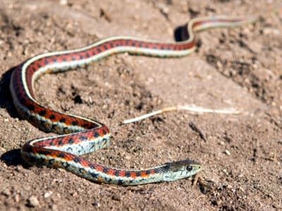 A Garter Snakes In Kansas
