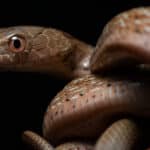 King ratsnake