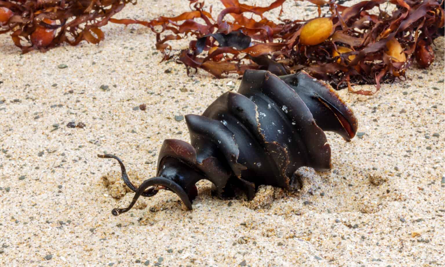 What Do Shark Eggs Look Like