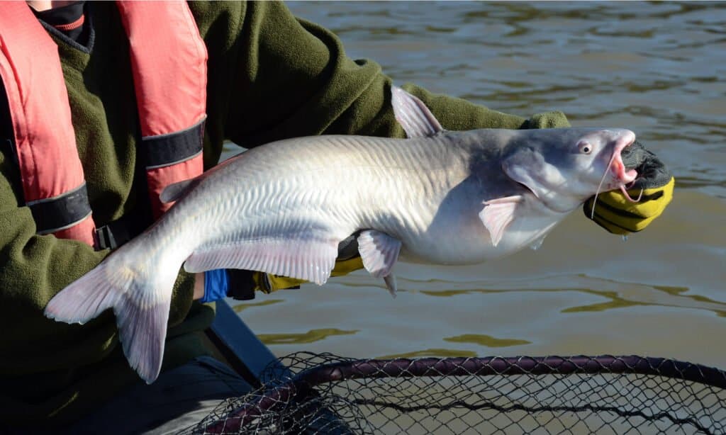 An angler holding a blue catfish. 