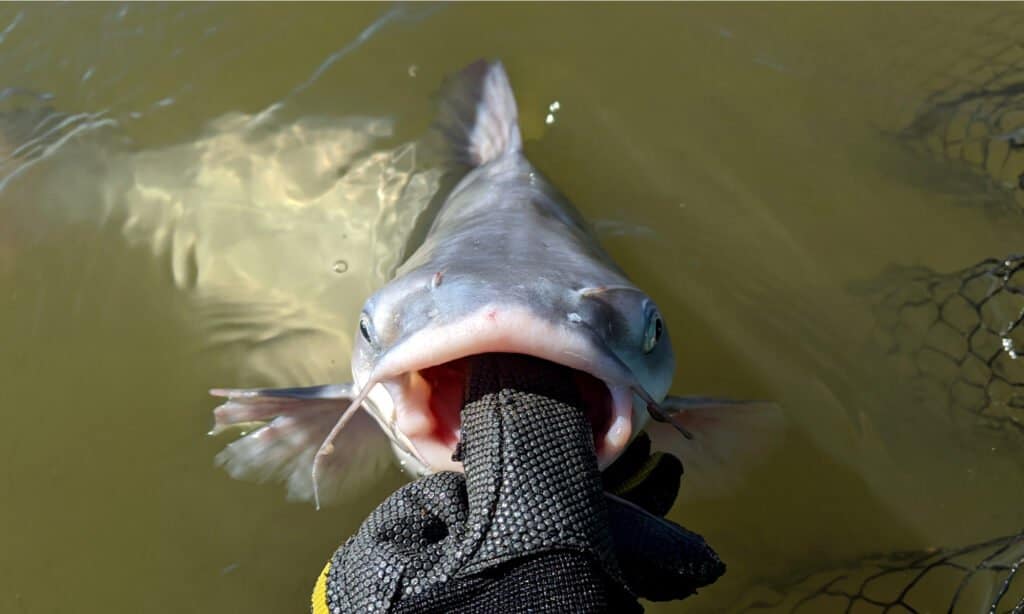 Photo of a blue catfish that's been caught by an angler. 