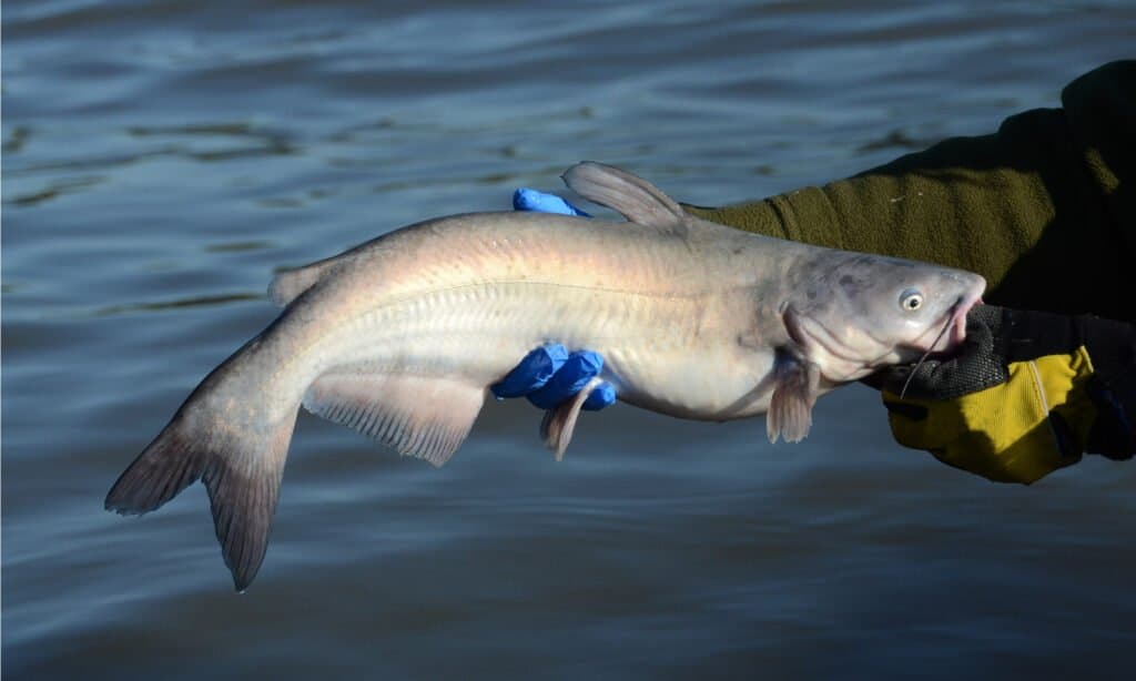 A man holding a Blue Catfish