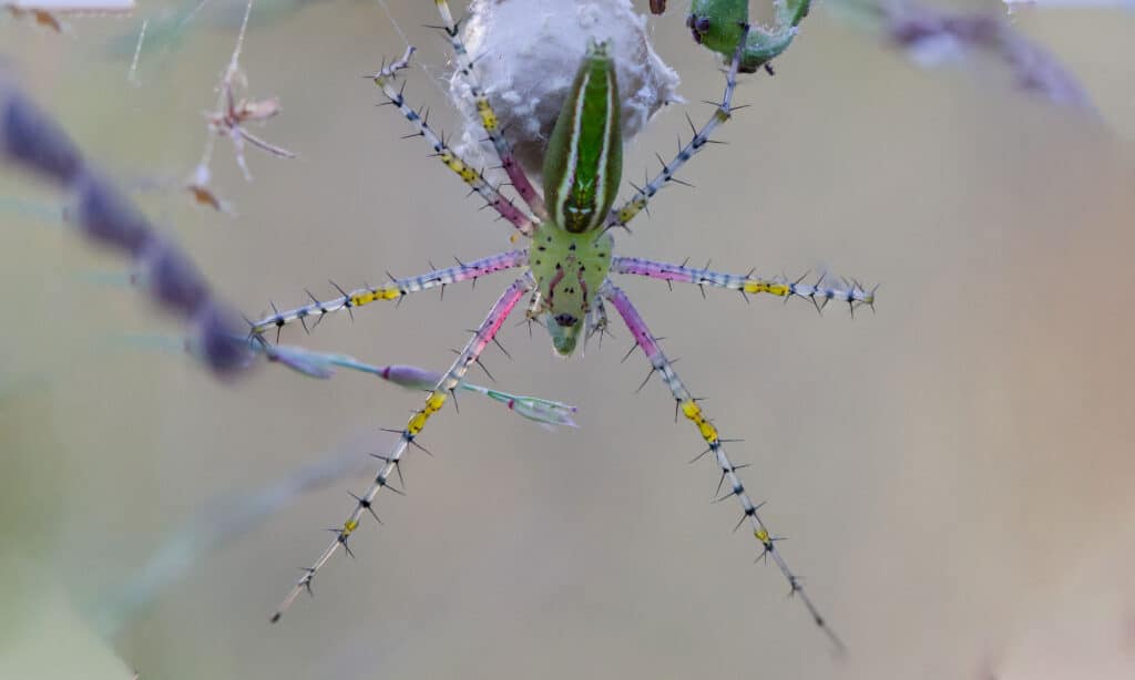 lesser green lynx spider