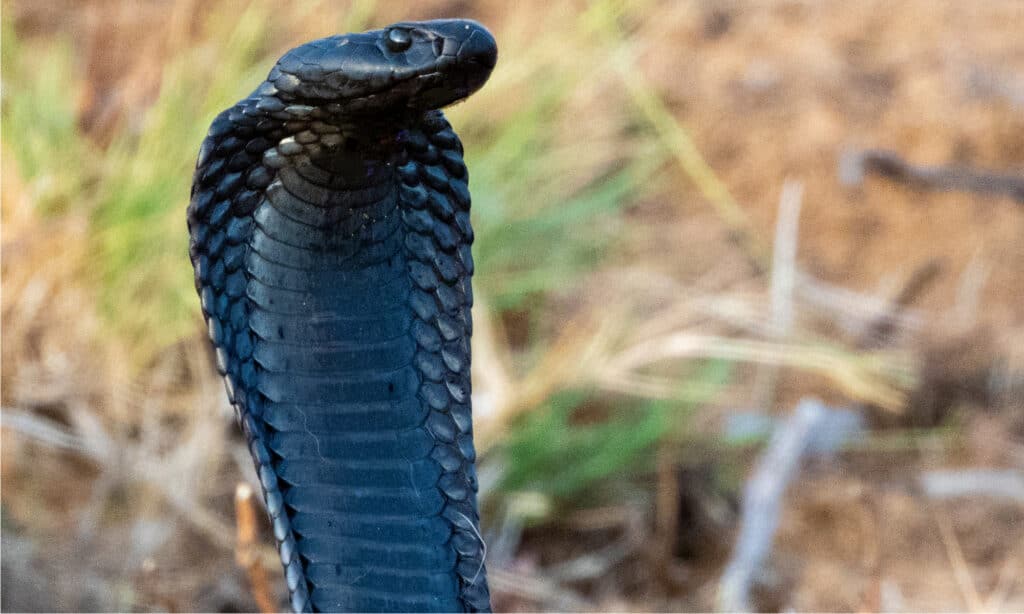 Zebra Snake or Black Spitting Cobra