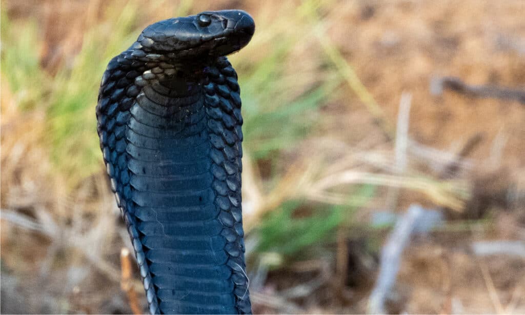 How long is a spitting cobra? According to Cape Snake Conservation