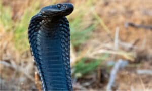 10 Snakes with Neurotoxic Venom Picture
