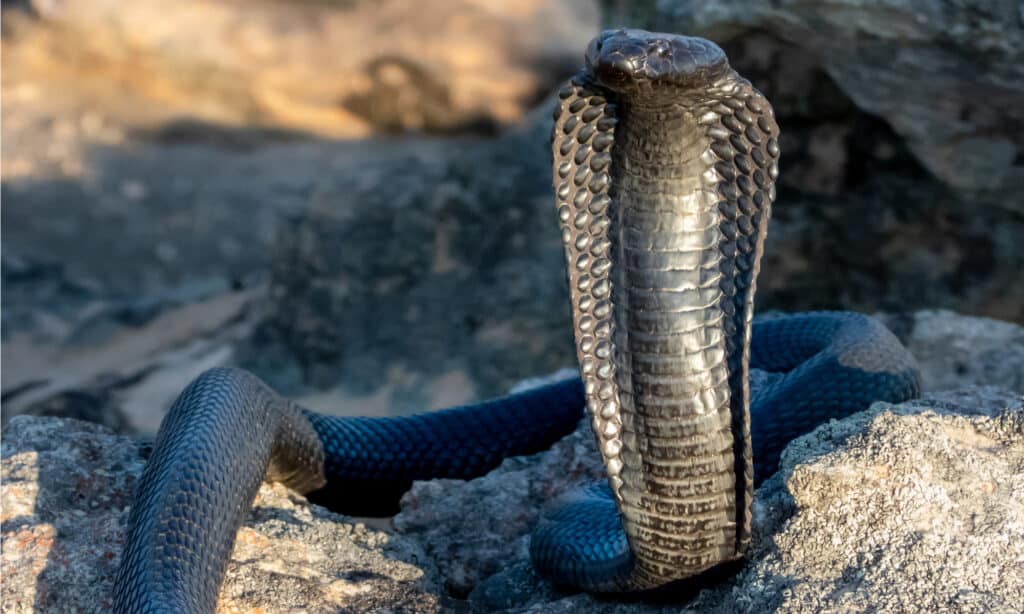 Zebra Snake or Black Spitting Cobra