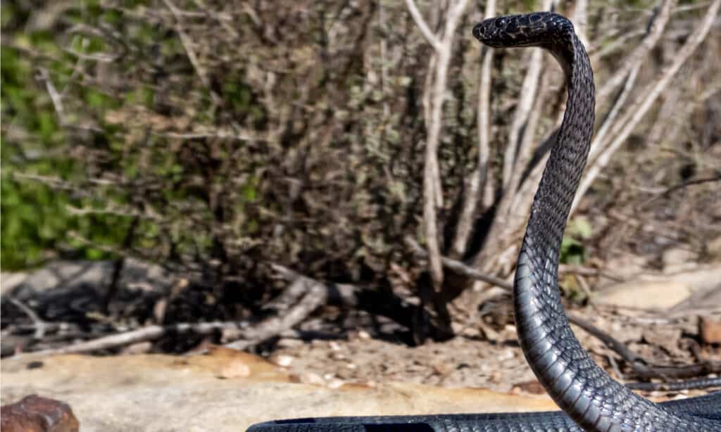 Zebra Snake or Black Spitting Cobra