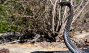 Black Cobra Bites and Paralyzes Monitor Lizards photo