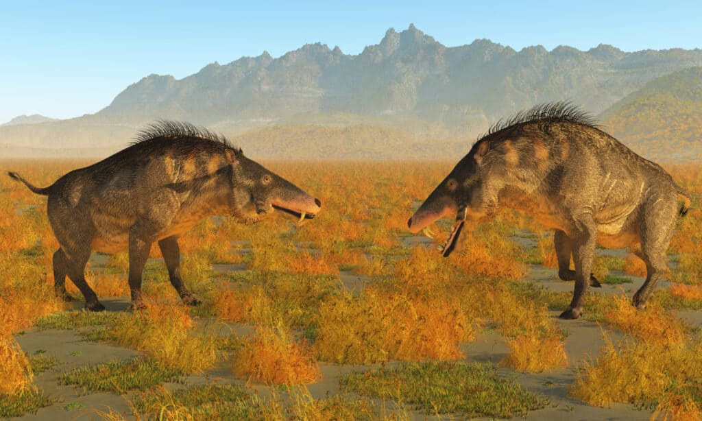 entelodon vs daeodon