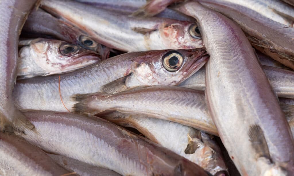 Whiting