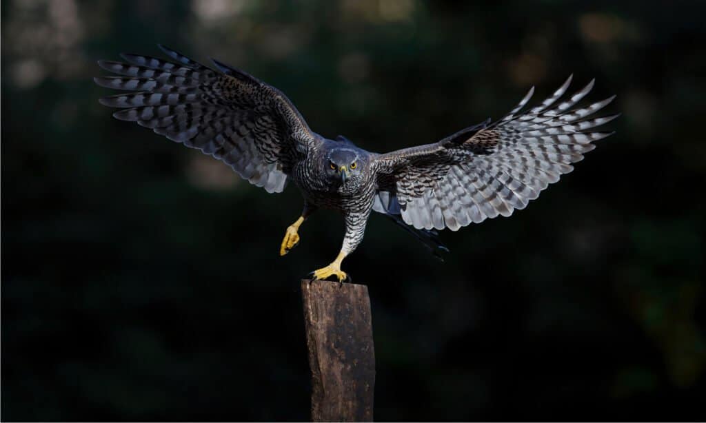 Goshawk