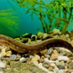 Fire eel