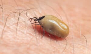 How to Spot Engorged Type of Ticks Picture