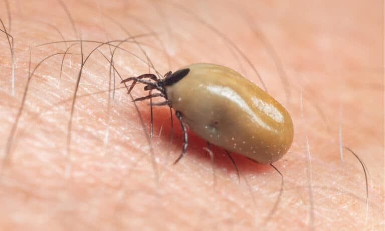 How Long Can Ticks Live Without a Host? - A-Z Animals