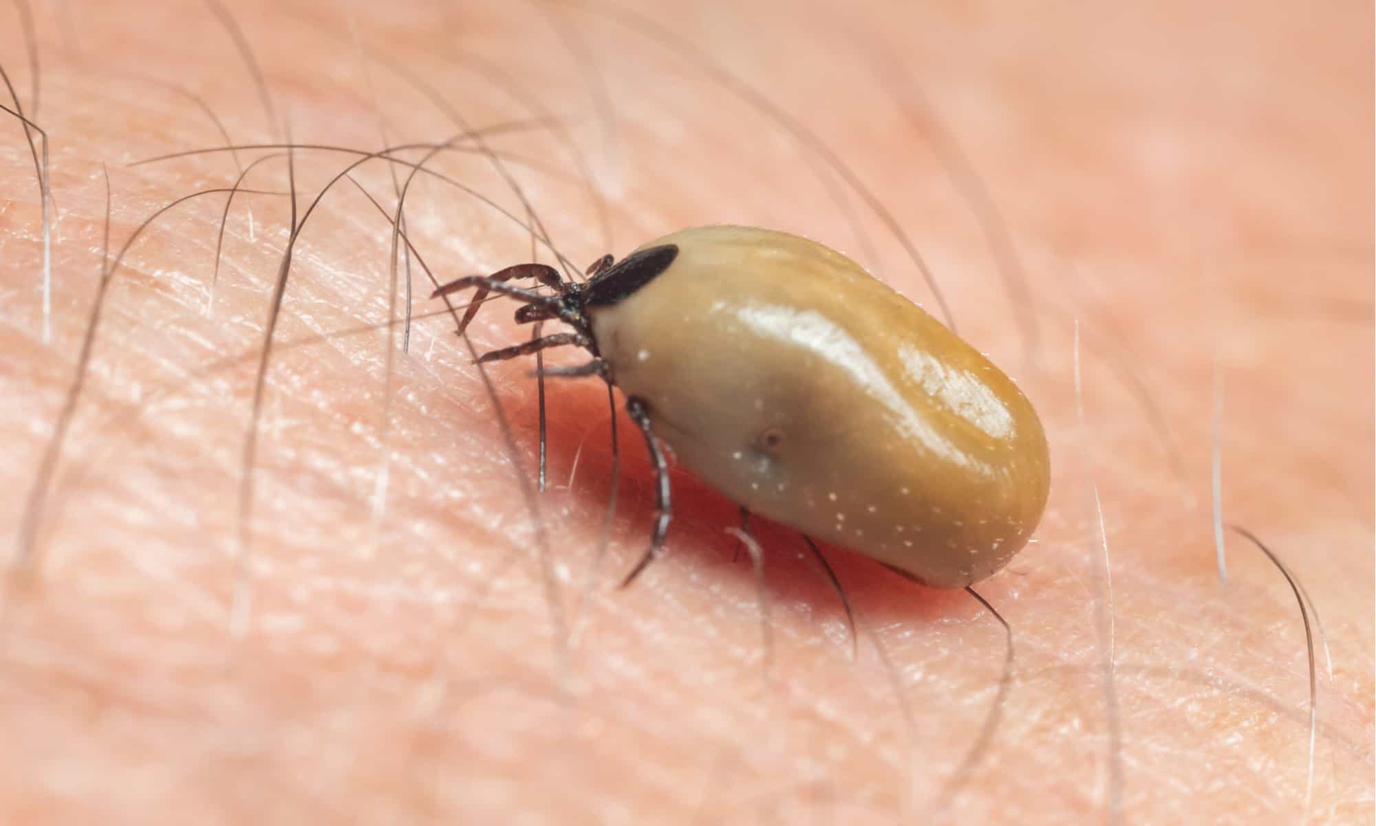 how long can ticks live on dogs