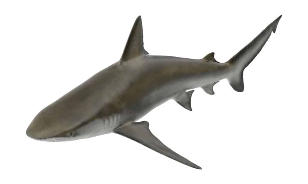 Bignose Shark Render