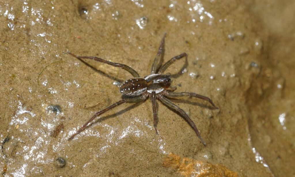 Dangerous spiders in Florida