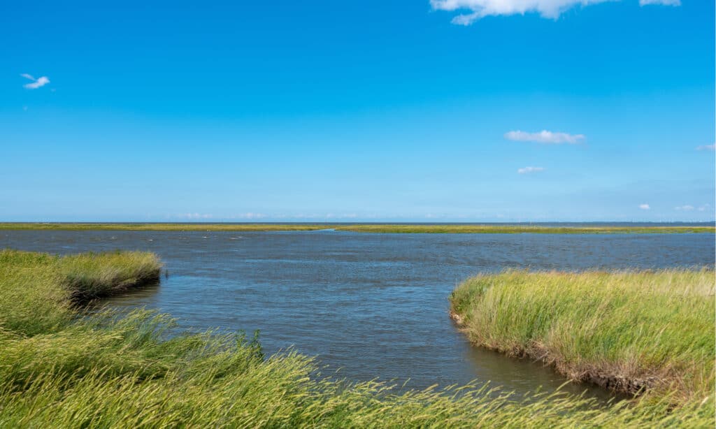 mouth of a river