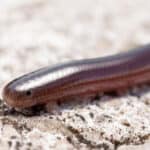 Brahminy blindsnake