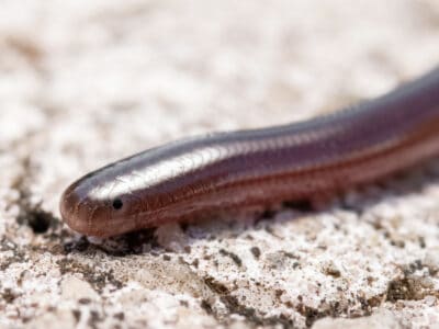 A Brahminy Blindsnake