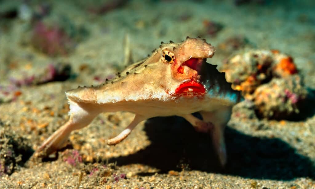 Batfish