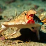 Shortnose batfish