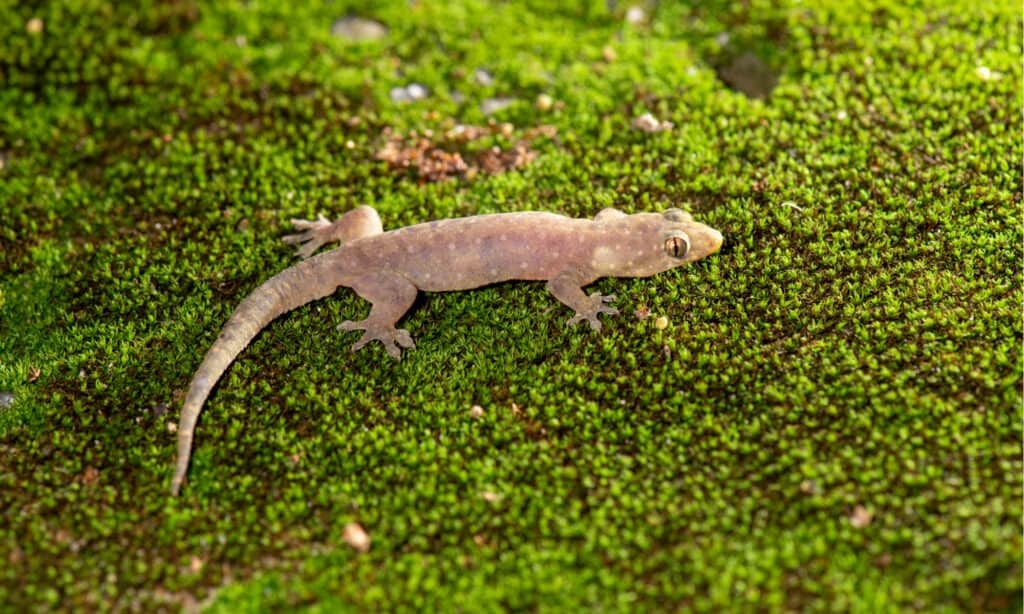 four clawed gecko