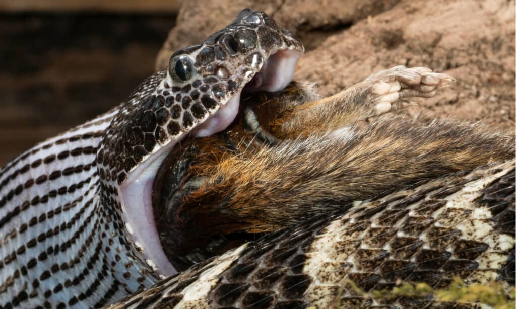 A closeup photograph of a timber rattlesnake feasting on a chipmunk.