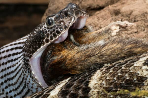 Timber Rattlesnake, Crotalus horridus, swallowing an Eastern Chipmunk, Pennsylvania, United States