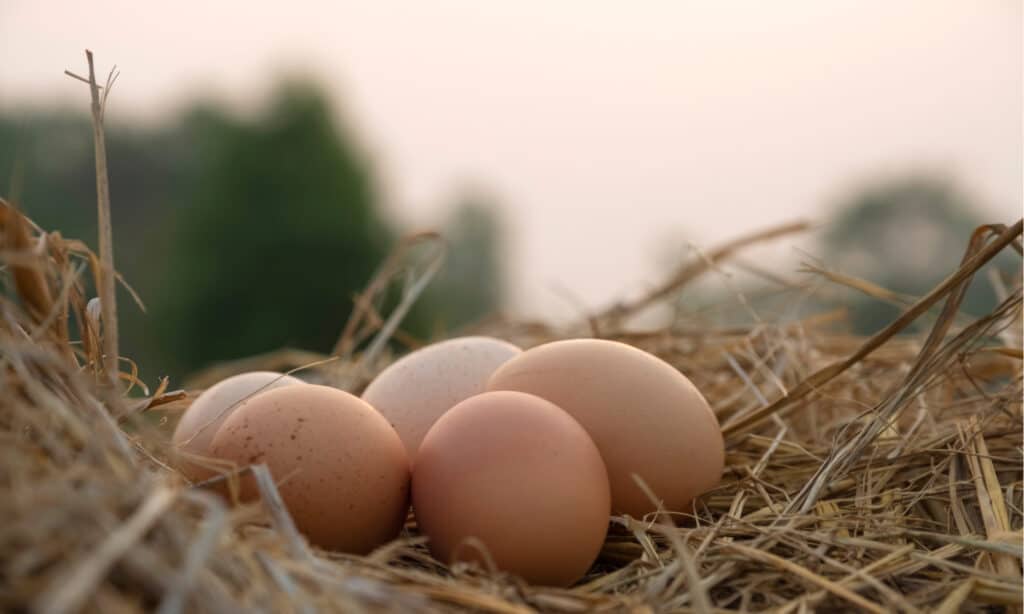 chicken eggs in a nest outdoors