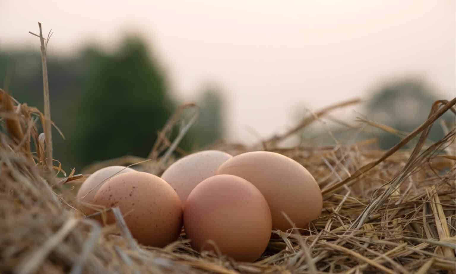 Guinea Fowl vs Chicken What Are The Differences? Wiki Point