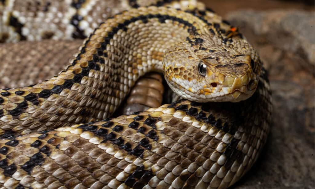 Rattlesnake Close Up