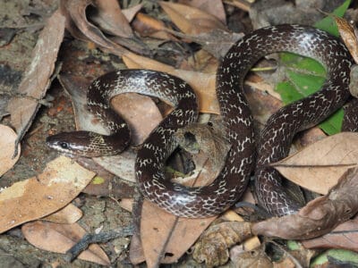 Wolf Snake Picture
