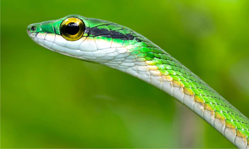 Parrot snake