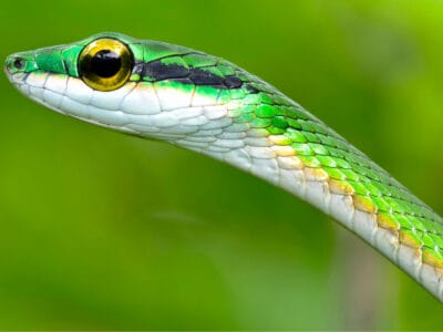 A Parrot Snake