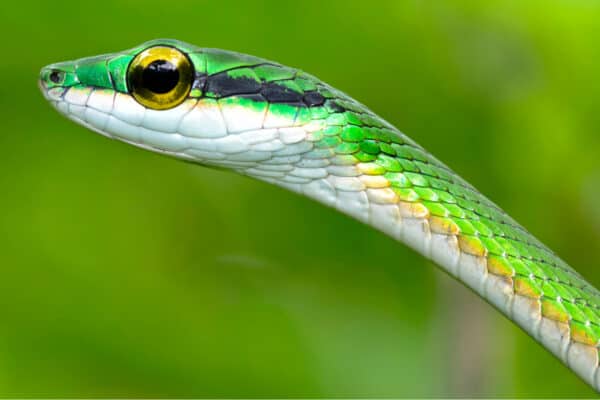 Parrot snake