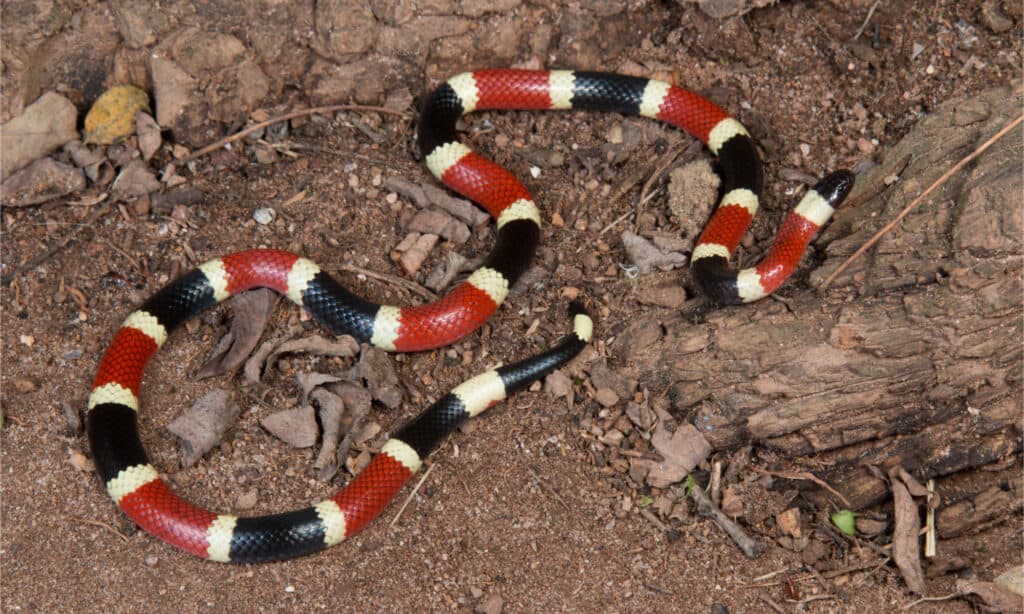 coral snake with red, yellow, black banding