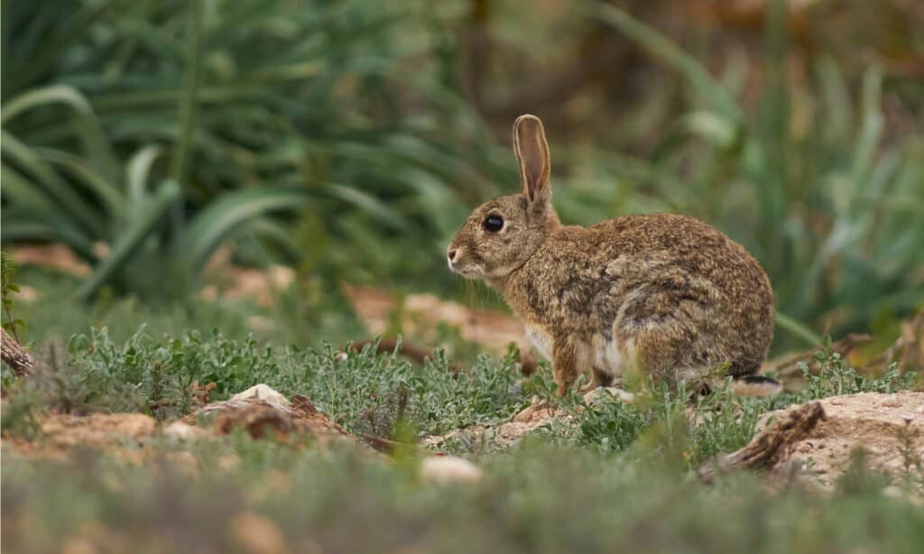 female rabbit