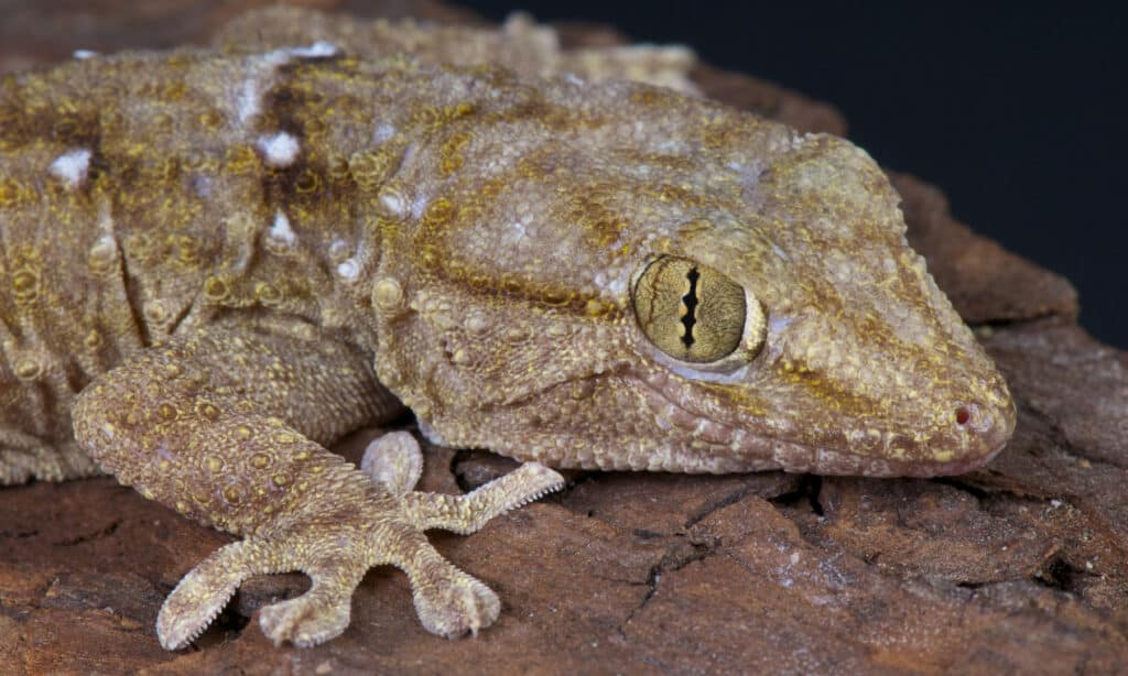 White-spotted gecko (Tarentola annularis)