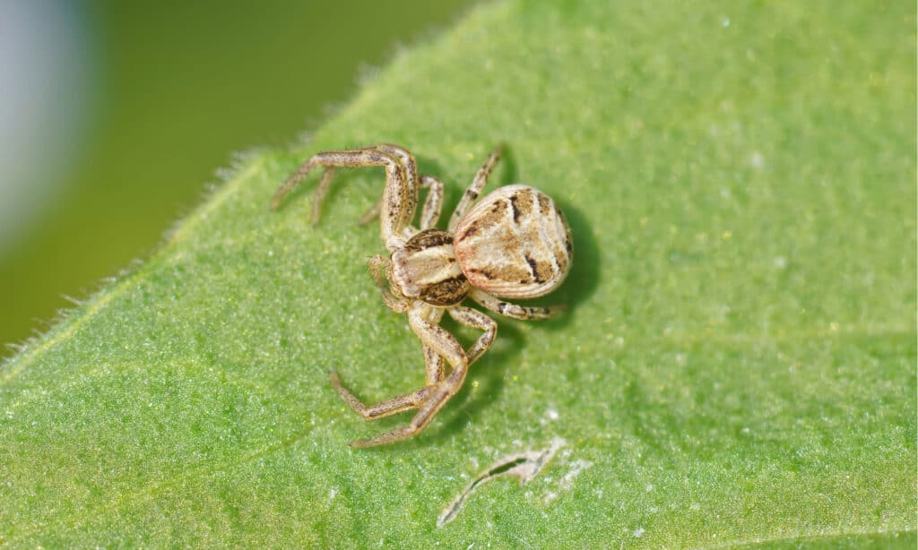 Earth Crab Spider