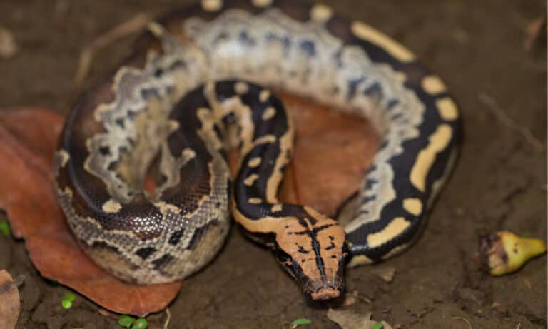 Borneo short-tailed blood python snake (Python curtus breitensteini)