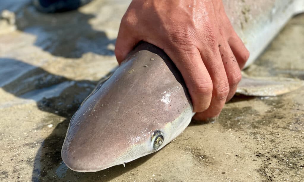 The choice of habitat for a sharp-nose shark increases the chance of human encounters.