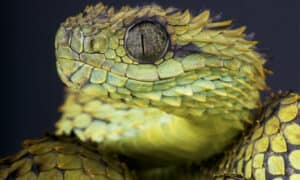 Discover the 10 Largest Spikey Snakes in the World Picture