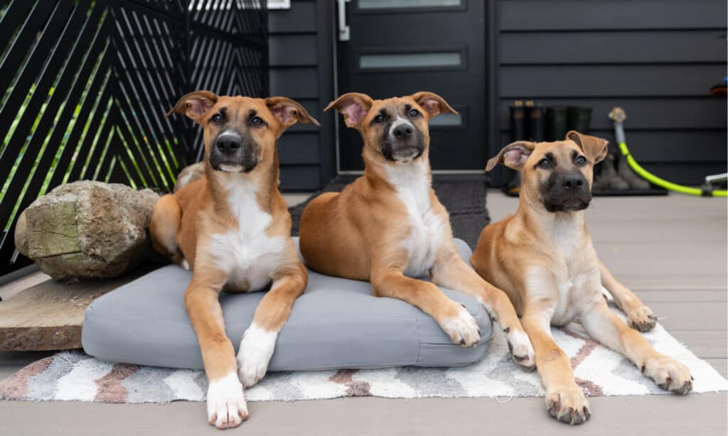 black mouth cur is this the best hunting dog